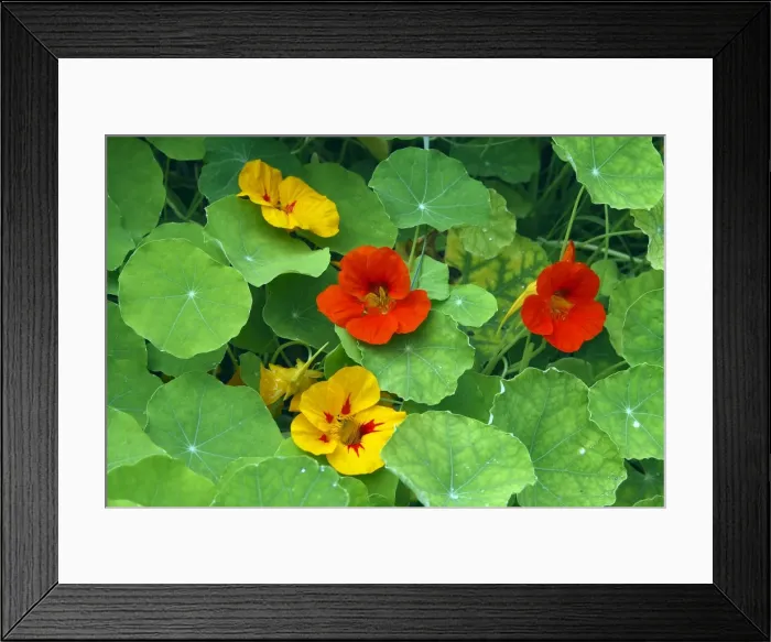 Framed Print : Garden Nasturtium. Is rich in Vitamin C & has antiseptic & stimluating propeties Framed Print : Garden Nasturtium. Is rich in Vitamin C & has antiseptic & stimluating propeties