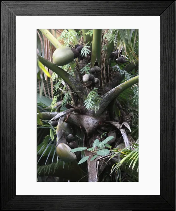Framed Print : Coconut - Coco de Mer - Valle de Mai National Park - Praslin - Seychelles Framed Print : Coconut - Coco de Mer - Valle de Mai National Park - Praslin - Seychelles