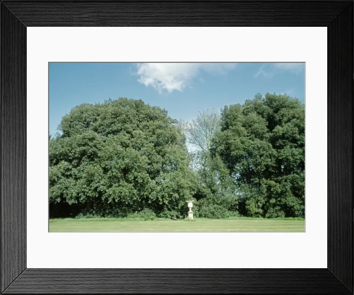 Framed Print : Holm Oaks SSG 3210 Quercus ilex © ardea. com Framed Print : Holm Oaks SSG 3210 Quercus ilex © ardea. com