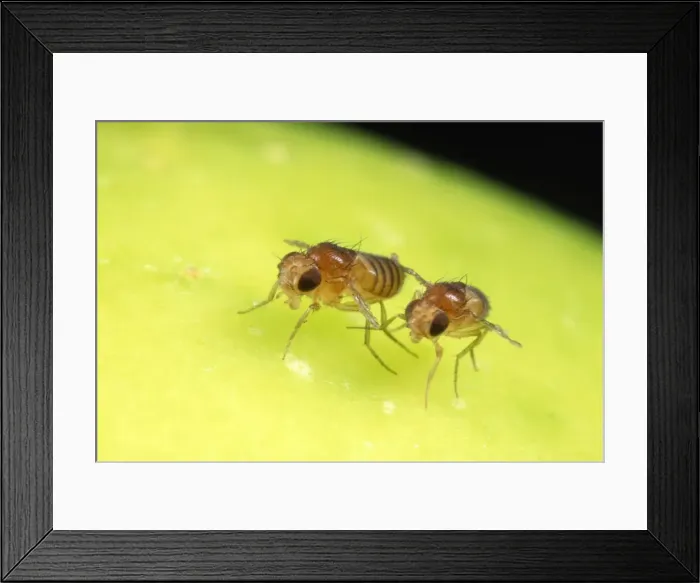Framed Print : Fruit Fly Strains - brown eyes - vestigal wings Framed Print : Fruit Fly Strains - brown eyes - vestigal wings