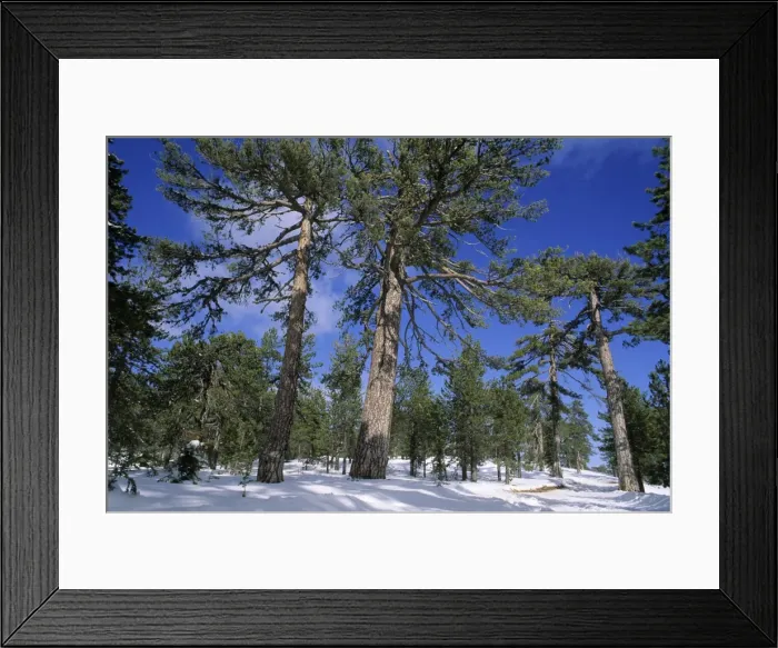 Framed Print : Troodos Pines - Forest in winter snow on the upper slopes of the Troodos Mountains, Cyprus Framed Print : Troodos Pines - Forest in winter snow on the upper slopes of the Troodos Mountains, Cyprus