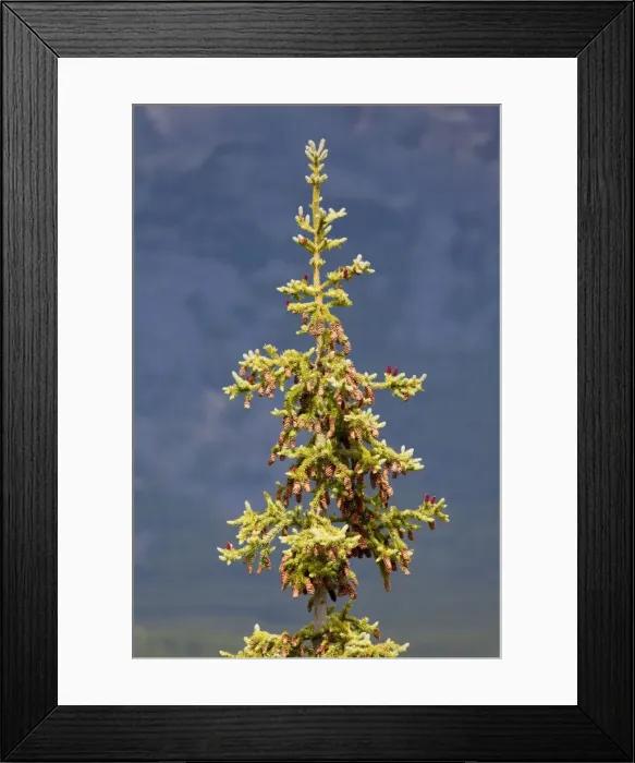 Framed Print : Engelmann Spruce - with mature cones. Jasper National Park, Canadian Rockies Framed Print : Engelmann Spruce - with mature cones. Jasper National Park, Canadian Rockies