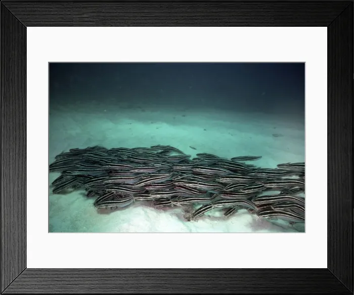 Framed Print : Striped Catfish Framed Print : Striped Catfish