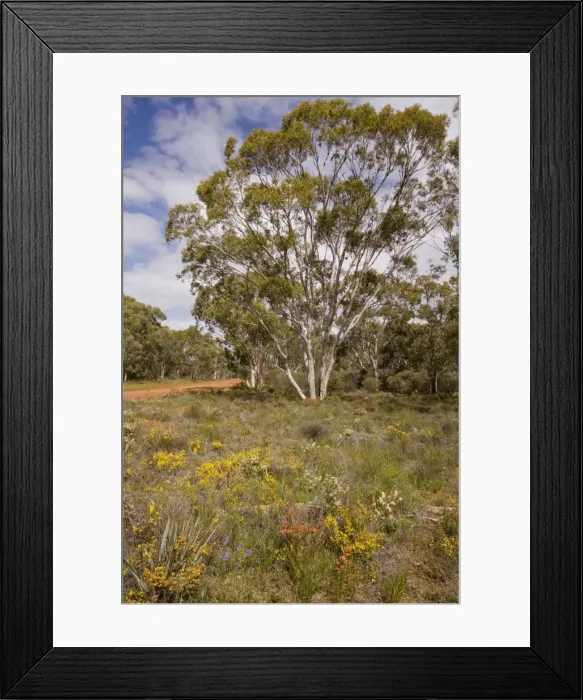 Framed Print : Flowery roadside verge in Moganmoganning Reserve, near New Norcia, Western Australia Framed Print : Flowery roadside verge in Moganmoganning Reserve, near New Norcia, Western Australia