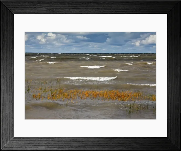 Framed Print : Sea Club-rush - the Baltic Sea - Gulf of Finland - on a rough autumn day - Kesse Island - Estonia Framed Print : Sea Club-rush - the Baltic Sea - Gulf of Finland - on a rough autumn day - Kesse Island - Estonia