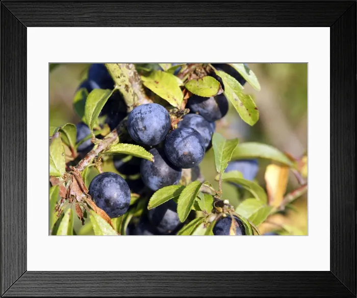 Framed Print : Blackthorn / Sloe - fruits. France Framed Print : Blackthorn / Sloe - fruits. France