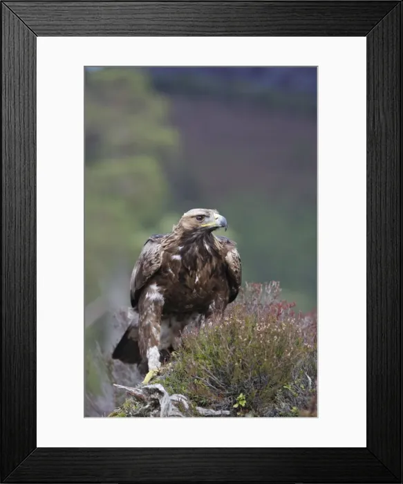Framed Print : Golden Eagle. Scottish Moor - Aviemore - Scotland Framed Print : Golden Eagle. Scottish Moor - Aviemore - Scotland