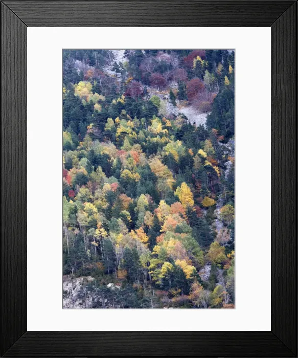 Framed Print : Mixed forest - in Autumn with Pine Poplar Oak Lime & Beech trees. Ordesa Valley - Spain Framed Print : Mixed forest - in Autumn with Pine Poplar Oak Lime & Beech trees. Ordesa Valley - Spain