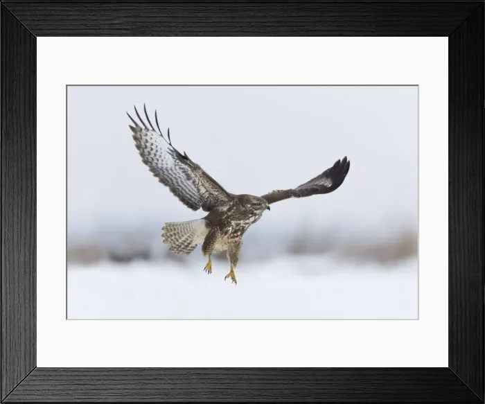 Framed Print : Common Buzzard - in flight over snow covered landscape - Lower Saxony - Germany Framed Print : Common Buzzard - in flight over snow covered landscape - Lower Saxony - Germany