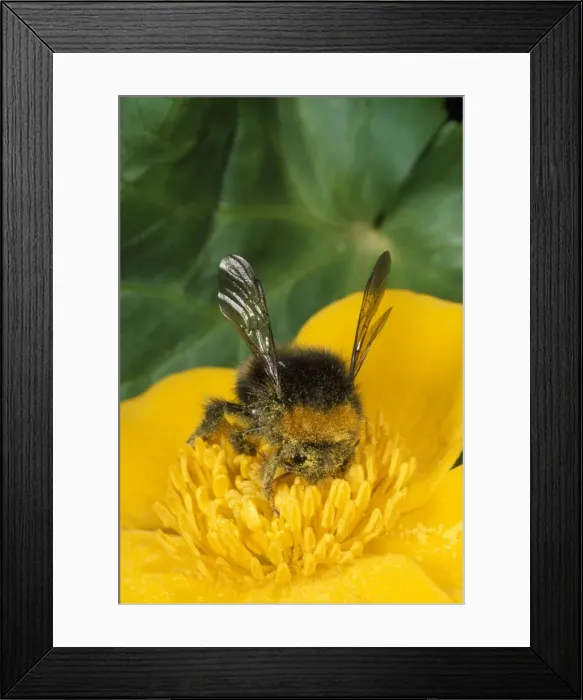 Framed Print : Common Bumblebee - on flower gathering pollen - UK Framed Print : Common Bumblebee - on flower gathering pollen - UK