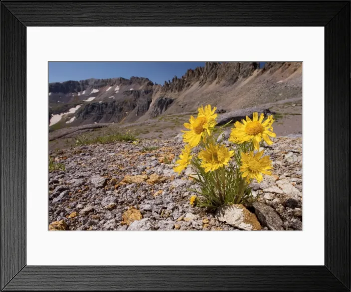 Framed Print : Alpine Sunflower, Old Man of the Mountains / Mountain Sunflower - The Rockies, Colorado, USA, North America Framed Print : Alpine Sunflower, Old Man of the Mountains / Mountain Sunflower - The Rockies, Colorado, USA, North America