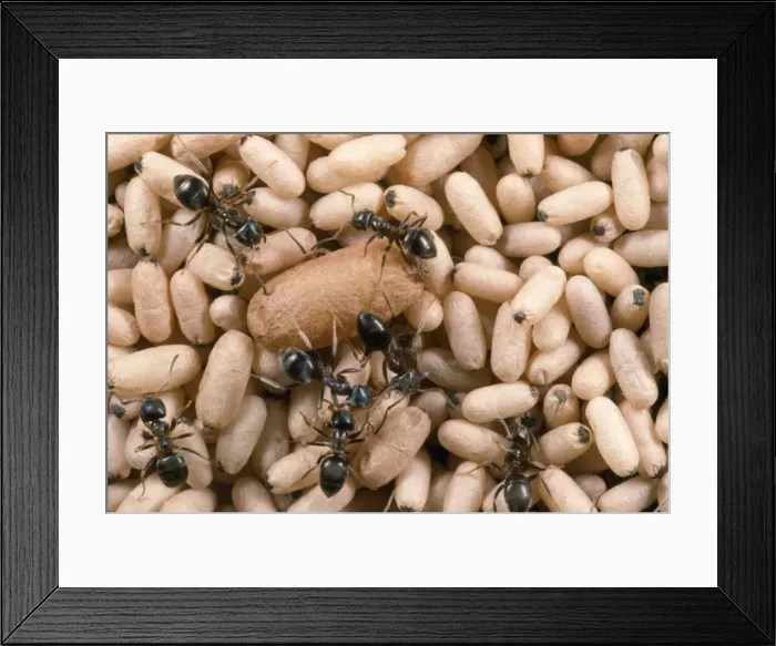Framed Print : Black Garden Ant - nest with pupae - UK Framed Print : Black Garden Ant - nest with pupae - UK