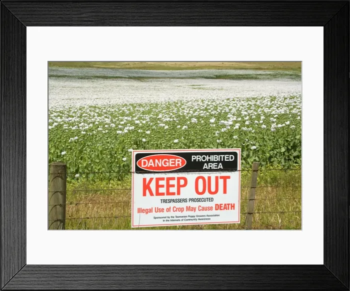 Framed Print : Opium poppy - fenced-in field of blooming opium poppies. A warning sign is mounted on the fence saying to keep out, because illegal use could cause death - Tasmania, Australia
