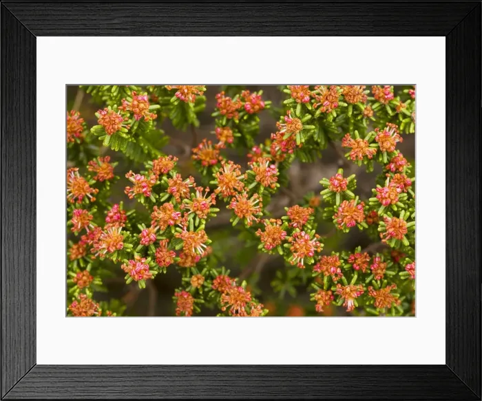 Framed Print : Portuguese Crowberry / Camarina - in flower on dunes, Algarve, Portugal Framed Print : Portuguese Crowberry / Camarina - in flower on dunes, Algarve, Portugal