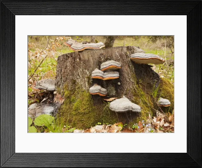 Framed Print : Hoof fungus - on stump - Georgia Framed Print : Hoof fungus - on stump - Georgia