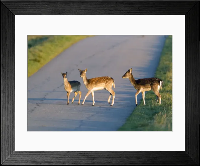 Framed Print : Fallow Deer - three young animals crossing road - Seeland - Denmark Framed Print : Fallow Deer - three young animals crossing road - Seeland - Denmark