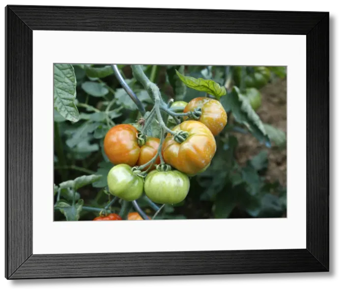 Framed Print : Tomatoes - growing in garden. Somme - france Framed Print : Tomatoes - growing in garden. Somme - france