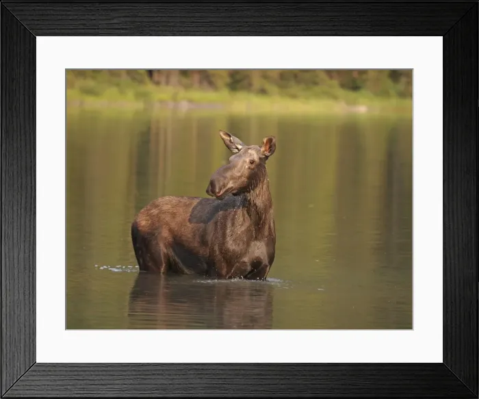 Framed Print : Moose - in water - Waterton Lakes National Park - Canada Framed Print : Moose - in water - Waterton Lakes National Park - Canada