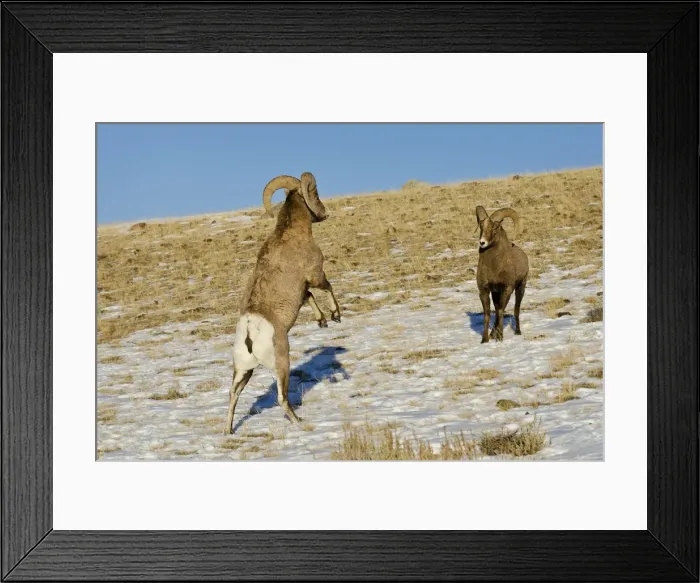 Framed Print : Rocky Mountain Bighorn Sheep - rams fighting / head butting during fall rut - in Autumn snow - Rocky Mountains - Wyoming - USA _E7C4115 Framed Print : Rocky Mountain Bighorn Sheep - rams fighting / head butting during fall rut - in Autumn snow - Rocky Mountains - Wyoming - USA _E7C4115