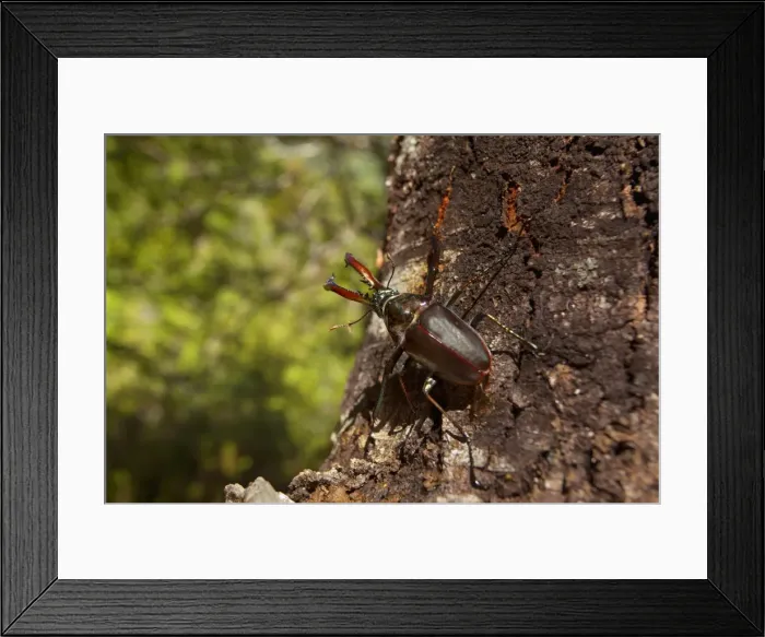 Framed Print : Darwin's Beetle / Grant's Stag Beetle / Chilean Stag Beetle - giant male beetle crawling up a tree - Queulat National Park - Patagonia - Carretera Austral - Chile - South America Framed Print : Darwin's Beetle / Grant's Stag Beetle / Chilean Stag Beetle - giant male beetle crawling up a tree - Queulat National Park - Patagonia - Carretera Austral - Chile - South America