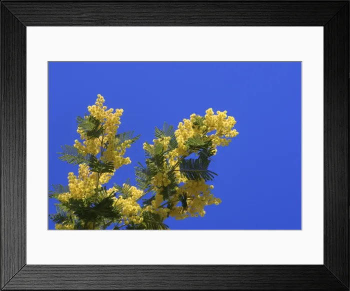 Framed Print : Mimosa - flowers. France Framed Print : Mimosa - flowers. France