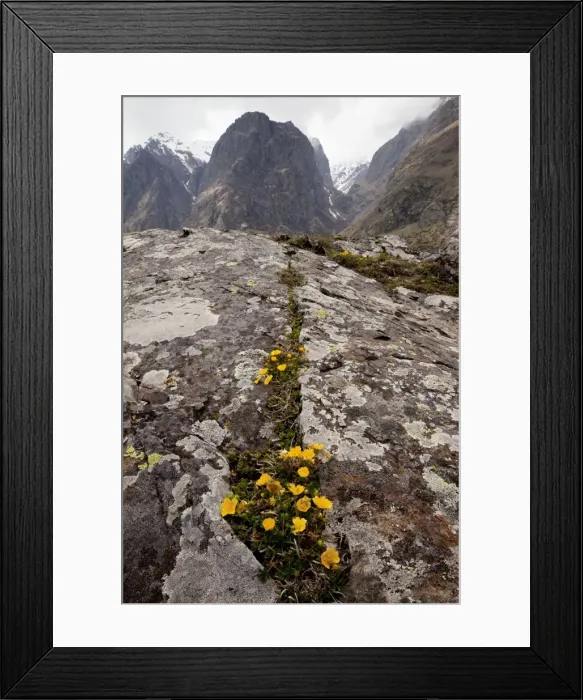 Framed Print : Caucasian Cinquefoil - in Devdoraki valley near Kazbegi, the Great Caucasus, Georgia Framed Print : Caucasian Cinquefoil - in Devdoraki valley near Kazbegi, the Great Caucasus, Georgia