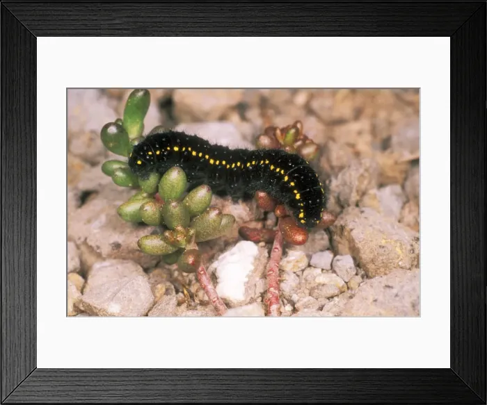 Framed Print : Apollo Butterfly Larva USH 332 Caterpillar Parnassius apollo © Duncan Usher / ardea. com Framed Print : Apollo Butterfly Larva USH 332 Caterpillar Parnassius apollo © Duncan Usher / ardea. com
