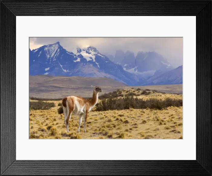 Framed Print : Guanaco - single adult standing in front of Torres del Paine massif - the peaks are partially obscured by thick clouds - Torres del Paine National Park - Patagonia - Chile - South America Framed Print : Guanaco - single adult standing in front of Torres del Paine massif - the peaks are partially obscured by thick clouds - Torres del Paine National Park - Patagonia - Chile - South America