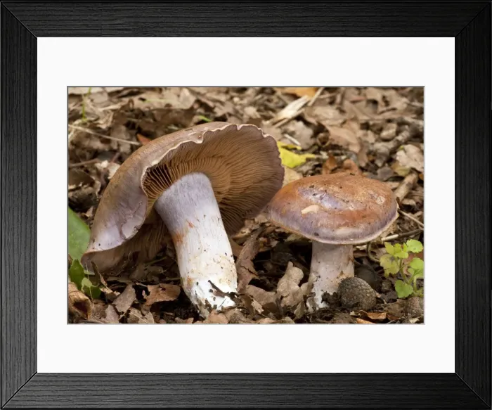 Framed Print : Bruising Webcap - in old woodland - Wiltshire - UK Framed Print : Bruising Webcap - in old woodland - Wiltshire - UK