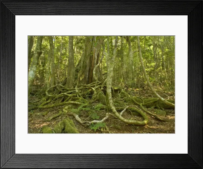Framed Print : rainforest giant - impressive rainforest tree with hugh buttress roots entwined with airy roots of the Strangler Fig. When enough of the Strangler Fig's roots have anchored in the ground Framed Print : rainforest giant - impressive rainforest tree with hugh buttress roots entwined with airy roots of the Strangler Fig. When enough of the Strangler Fig's roots have anchored in the ground