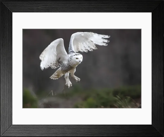 Framed Print : Snowy Owl - in flight Framed Print : Snowy Owl - in flight
