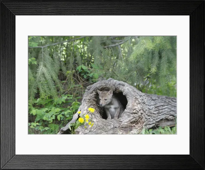 Framed Print : Coyote - Baby 5 weeks old - Montana - United States Framed Print : Coyote - Baby 5 weeks old - Montana - United States