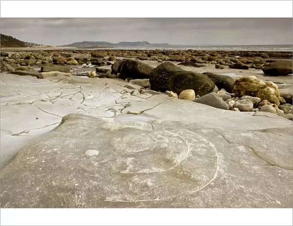 Large fossil ammonites - on the beach near Lyme Regis - World Heritage Jurassic Coast - Dorset - UK