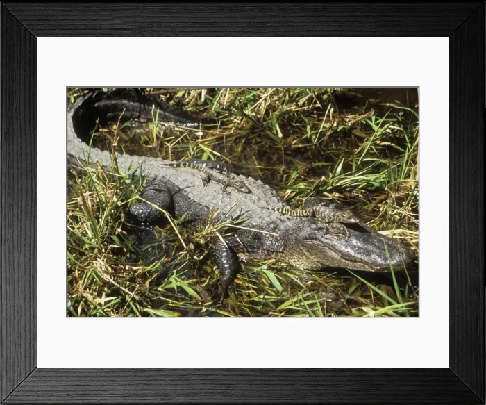 Framed Print : American Alligator TOM 462 Mother with young, Texas, USA. Alligator mississippiensis © Tom & Pat Leeson / ardea. com Framed Print : American Alligator TOM 462 Mother with young, Texas, USA. Alligator mississippiensis © Tom & Pat Leeson / ardea. com