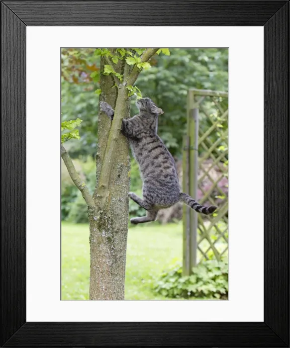 Framed Print : Cat - climbing up tree trunk in garden - Lower Saxony - Germany Framed Print : Cat - climbing up tree trunk in garden - Lower Saxony - Germany