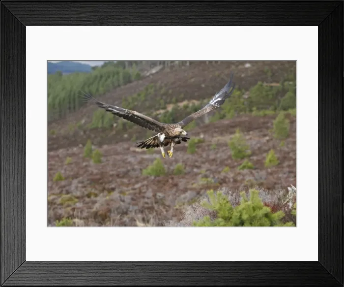 Framed Print : Golden Eagle - in flight. Scottish Moor - Aviemore - Scotland Framed Print : Golden Eagle - in flight. Scottish Moor - Aviemore - Scotland