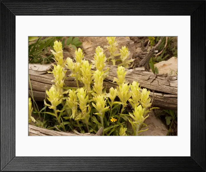 Framed Print : Tundra / Western Paintbrush - Grand Teton National Park, Wyoming, USA, North America Framed Print : Tundra / Western Paintbrush - Grand Teton National Park, Wyoming, USA, North America