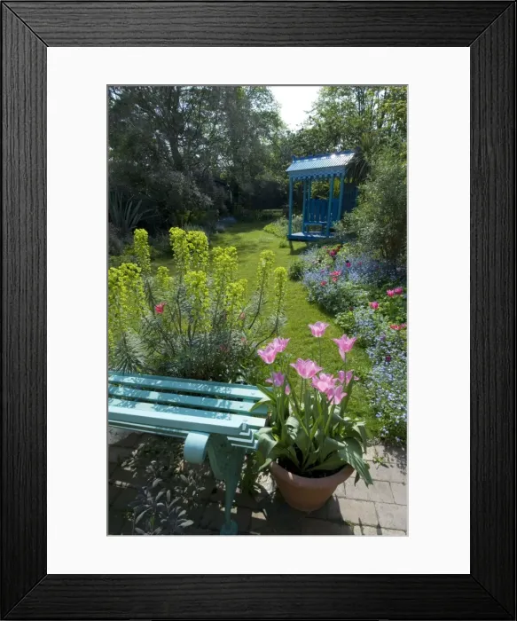 Framed Print : Spring Urban Garden - with Euphorbia, Tulips & Forget-me-nots - with garden shelter in background Framed Print : Spring Urban Garden - with Euphorbia, Tulips & Forget-me-nots - with garden shelter in background