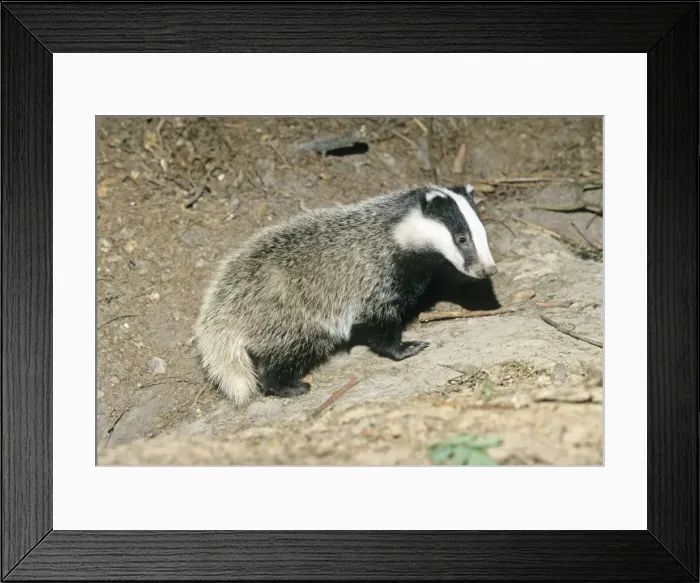 Framed Print : Badger - cub at entrance of sett - Lower Saxony - Germany Framed Print : Badger - cub at entrance of sett - Lower Saxony - Germany