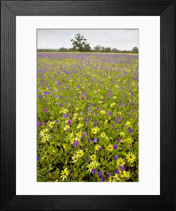 Framed Print : Field ablaze with non-native plants: a yellow daisy Arctotheca calendula, and Purple bugloss Echium plantagineum; north of Perth, western Australia Framed Print : Field ablaze with non-native plants: a yellow daisy Arctotheca calendula, and Purple bugloss Echium plantagineum; north of Perth, western Australia