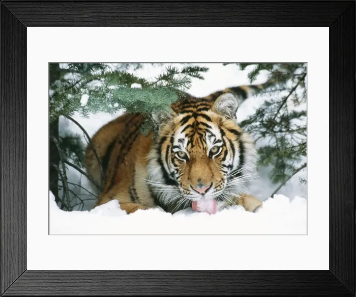 Framed Print : Siberian Tiger TOM 442 Licking snow Panthera tigris © Tom & Pat Leeson / ardea. com Framed Print : Siberian Tiger TOM 442 Licking snow Panthera tigris © Tom & Pat Leeson / ardea. com