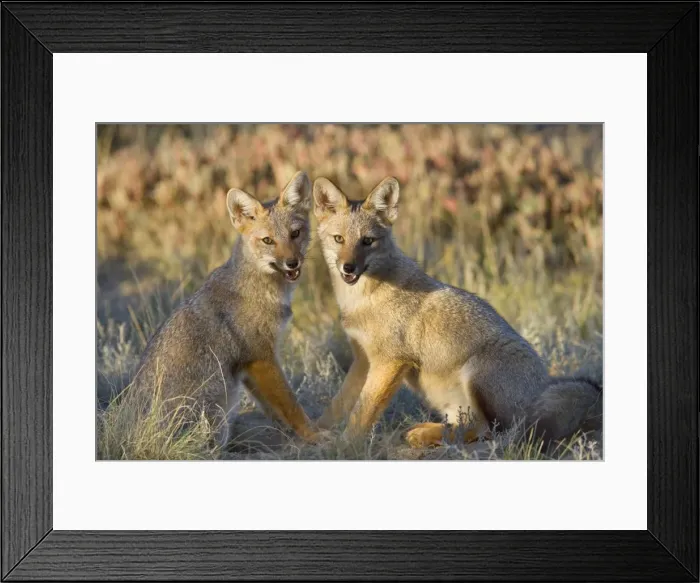 Framed Print : Patagonian Fox / Argentine Gray Fox / Argentine Grey Fox / South American Gray Fox / South American Grey Fox / Chilla - two young foxes sitting side by side looking into the camera during a break in their play - Reserva Faunistica Peninsula Valdes Framed Print : Patagonian Fox / Argentine Gray Fox / Argentine Grey Fox / South American Gray Fox / South American Grey Fox / Chilla - two young foxes sitting side by side looking into the camera during a break in their play - Reserva Faunistica Peninsula Valdes