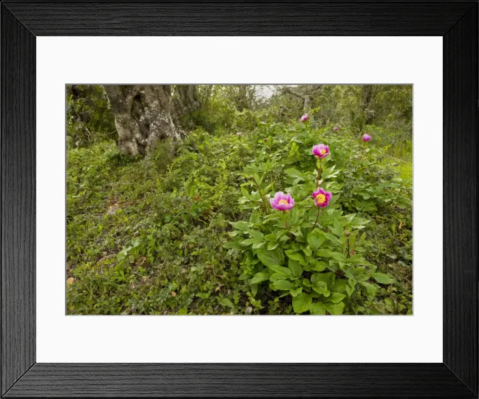 Framed Print : Western Paeony - in Carob grove, Algarve, Portugal