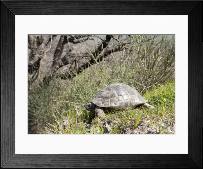 Framed Print : Spur-thighed Tortoise - in the countryside of West Lesvos (Lesbos) - Greece Framed Print : Spur-thighed Tortoise - in the countryside of West Lesvos (Lesbos) - Greece