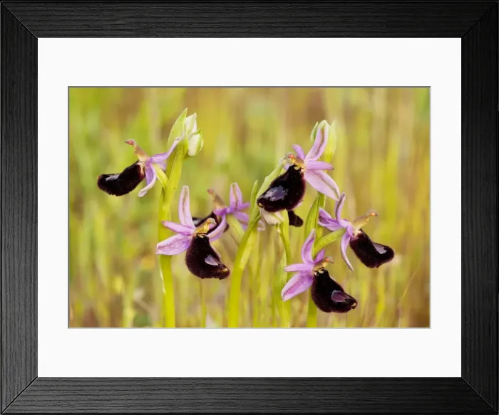 Framed Print : Bertoloni's Orchid - Gargano Peninsula, Italy Framed Print : Bertoloni's Orchid - Gargano Peninsula, Italy