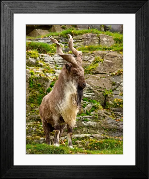 Framed Print : Markhor Goat - Scotland Framed Print : Markhor Goat - Scotland
