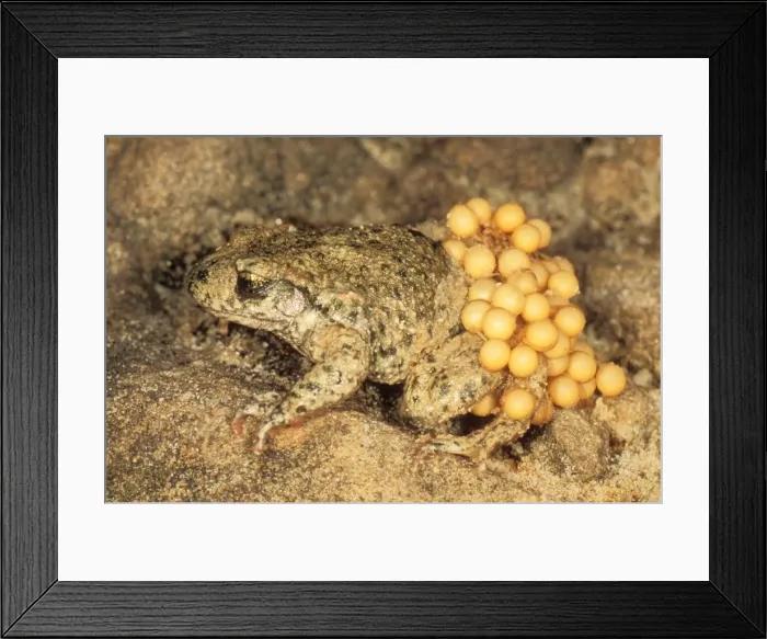 Framed Print : Midwife Toad USH 331 Male carrying spawn Alytes obstetricans © Duncan Usher  /  ardea. com