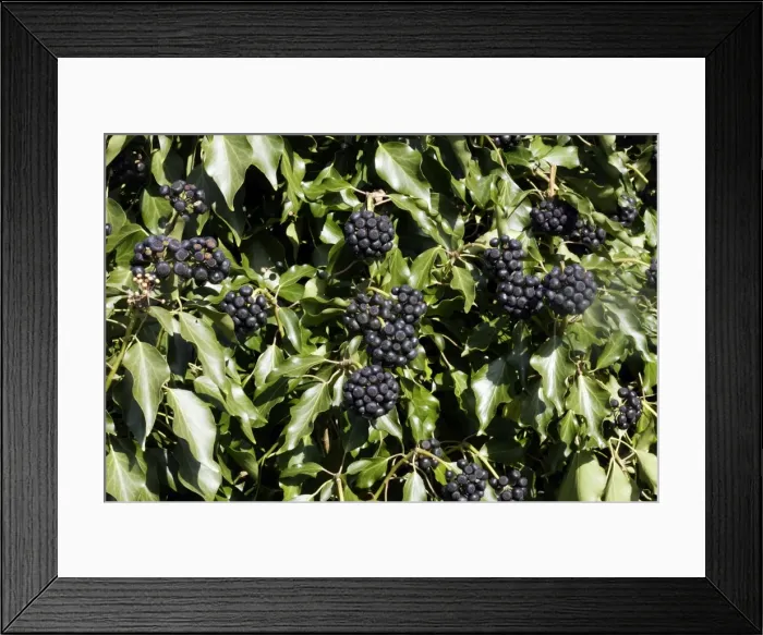 Framed Print : English Ivy - fruit Framed Print : English Ivy - fruit