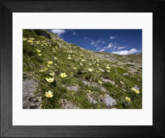 Framed Print : Alpine Pasque Flowers - high above the Bernina Pass - Upper Engadin - eastern Swiss Alps - Switzerland Framed Print : Alpine Pasque Flowers - high above the Bernina Pass - Upper Engadin - eastern Swiss Alps - Switzerland