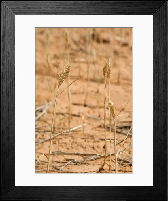 Framed Print : Grain-growing country - detail of a very sparsely overgrown grain field. Because of the drought hardly any of the cereal plants gets enough humidity to develop - near Mildura, Victoria, Australia Framed Print : Grain-growing country - detail of a very sparsely overgrown grain field. Because of the drought hardly any of the cereal plants gets enough humidity to develop - near Mildura, Victoria, Australia